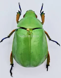 Ongeprepareerde Plusiotis Adolphi