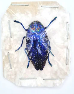 Ongeprepareerde Polybothris Sumptuosa Gemma blauw