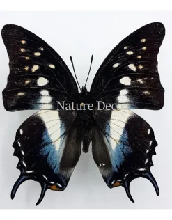 Ongeprepareerde Polyura Cognatus