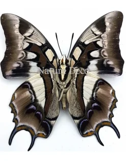 Ongeprepareerde Polyura Cognatus