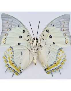 Ongeprepareerde Polyura Delphis Concha