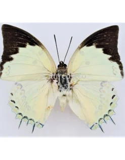 Ongeprepareerde Polyura Delphis Concha