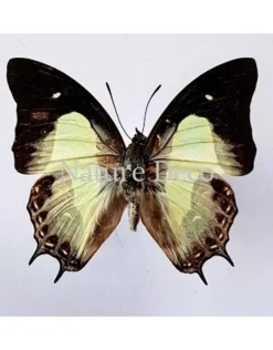Ongeprepareerde Polyura Moori