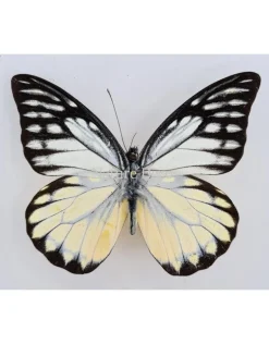 Ongeprepareerde Prioneris Thestylis