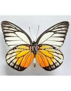 Ongeprepareerde Prioneris Philonome