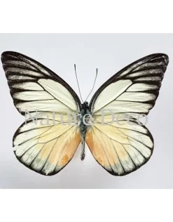 Ongeprepareerde Prioneris Philonome