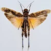 (On)geprepareerde Pternoscirta Caliginosa (sprinkhaan)