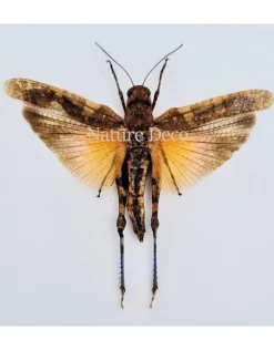 (On)geprepareerde Pternoscirta Caliginosa (sprinkhaan)