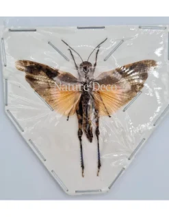 (On)geprepareerde Pternoscirta Caliginosa (sprinkhaan)