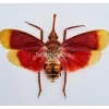 (On)geprepareerde Pyrops Hamjahii