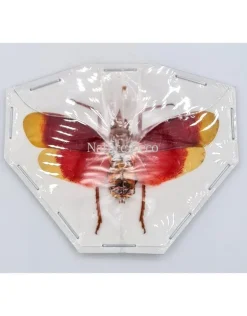 (On)geprepareerde Pyrops Hamjahii