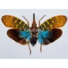(On)geprepareerde Pyrops Synavei