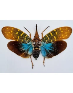(On)geprepareerde Pyrops Synavei