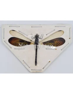 (On)geprepareerde Rhinocypha Anisoptera