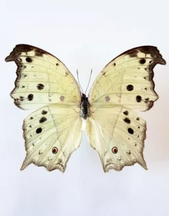 Ongeprepareerde Salamis Parhassus