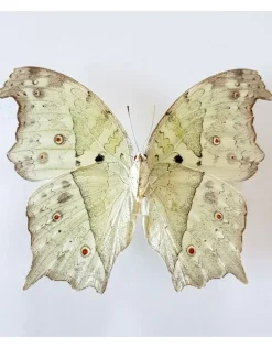 Ongeprepareerde Salamis Parhassus