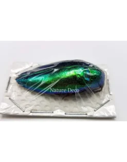 Ongeprepareerde Sternocera Ruficornis Aequisignata (prachtkever)