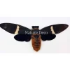 (on)geprepareerde Toseana Fasciata (cicade)