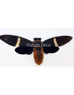 (on)geprepareerde Toseana Fasciata (cicade)