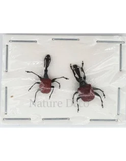 Ongeprepareerde Trachelophorus Giraffa paar