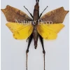 (On)geprepareerde Trigonopteryx Celebesia