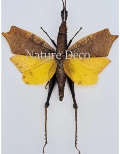 (On)geprepareerde Trigonopteryx Celebesia