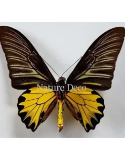 Ongeprepareerde Troides Cuneifera Cuneifera (man)