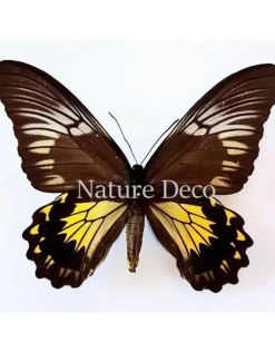 Ongeprepareerde Troides Cuneifera Cuneifera (vrouw)