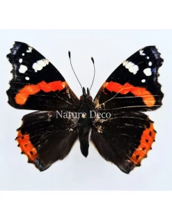 Ongeprepareerde Vanessa Atalanta