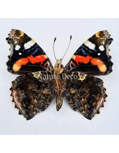Ongeprepareerde Vanessa Atalanta