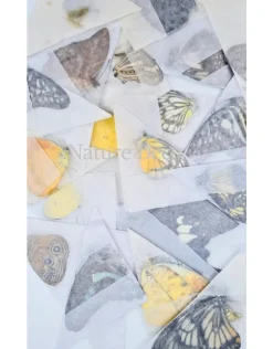 Ongeprepareerde vlinder mix exclusief 100 stuks
