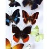 Ongeprepareerde vlinders luxe mix 10st