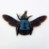 (On)geprepareerde Xylocopa caerulea (blauwe bij)