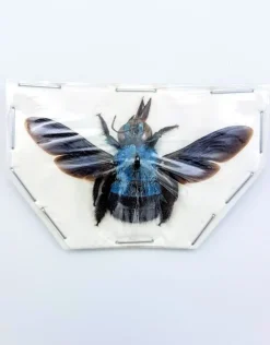 (On)geprepareerde Xylocopa caerulea (blauwe bij)