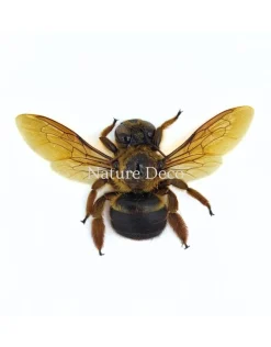 (On)geprepareerde Xylocopa sp. (bruine bij)