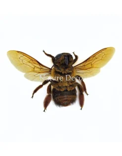 (On)geprepareerde Xylocopa sp. (bruine bij)