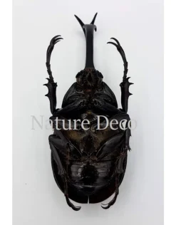 Ongeprepareerde Xylotrupes Gideon