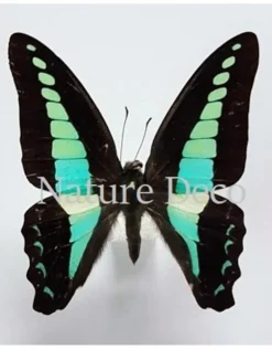 Oorbel hangend Graphium