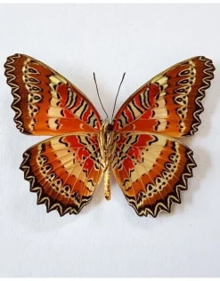 Oorbel hangend XL Biblis