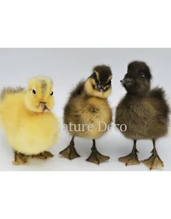 Opgezet duo kleur eendje