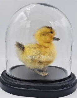 Opgezet eendje in luxe zwarte ovale stolp (17cm x 14cm x 18cm)