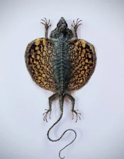 Opgezette Draco Volans Volans (Vliegende draak)