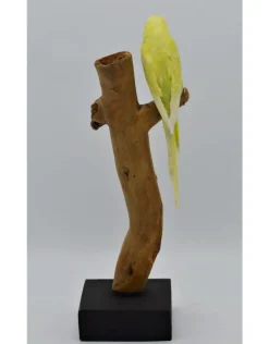 Opgezette Grasparkiet geel nr2