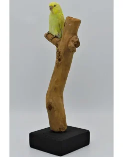 Opgezette Grasparkiet geel nr2
