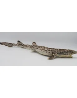 Opgezette kathaai 45-50cm