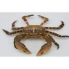 Opgezette krab (Hemigrapsus sanguineus)