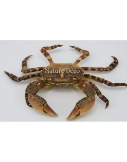 Opgezette krab (Hemigrapsus sanguineus)