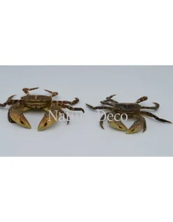 Opgezette krab (Hemigrapsus sanguineus)