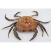 Opgezette krab (Liocarcinus )
