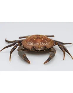 Opgezette krab (Liocarcinus )